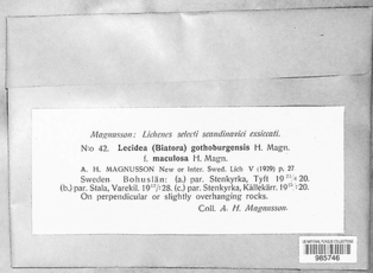 Fuscidea gothoburgensis image